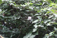 Hibiscus platanifolius